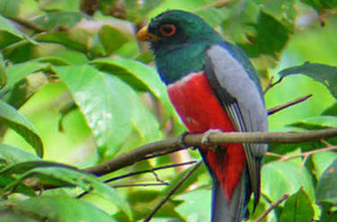 Image representing Birdwatching