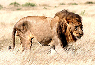 Image representing  Wildlife Safari